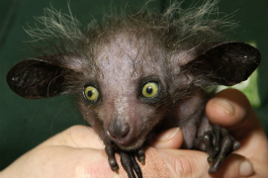 Photo of an Aye aye
